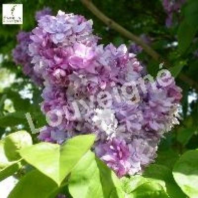 SYRINGA VULG. KATHERINE HAVEMEYER