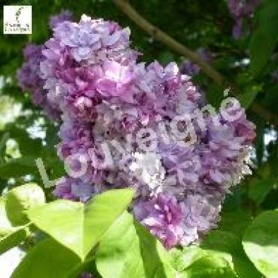 SYRINGA VULG. KATHERINE HAVEMEYER tige