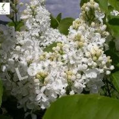 SYRINGA VULG. MME LEMOINE