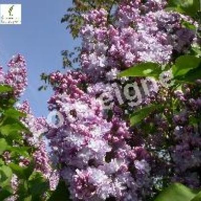 SYRINGA VULG. PRESIDENT GREVY