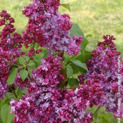 SYRINGA V. PRINCE WOLKONSKY