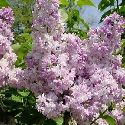 SYRINGA VULG. ROSE DE MOSCOU®