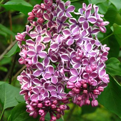 SYRINGA VULGARIS SENSATION