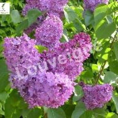 SYRINGA VULGARIS