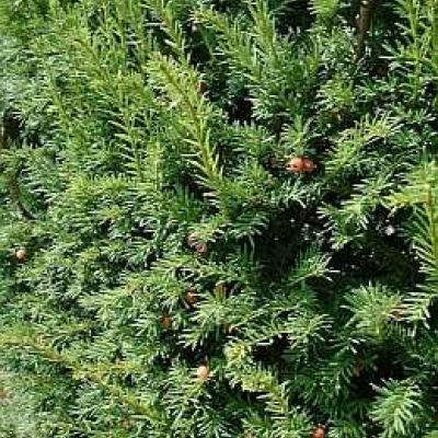 TAXUS BACCATA