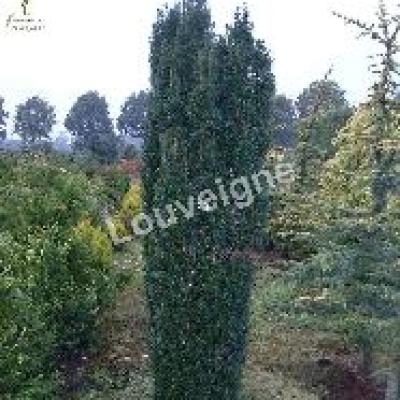 TAXUS BACCATA FASTIGIATA