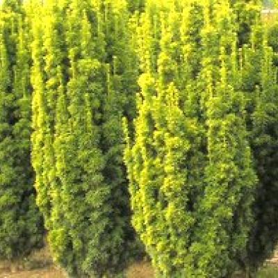 TAXUS BAC.FASTIGIATA AUREA