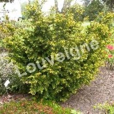 TAXUS BACCATA SEMPERAUREA