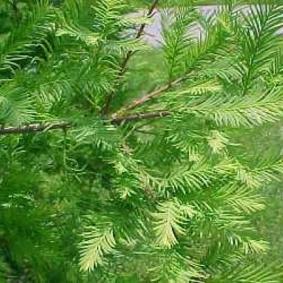 TAXODIUM DISTICHUM