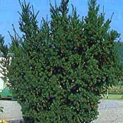 TAXUS MEDIA HICKSII