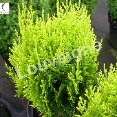 THUJA ORIENT. AUREA NANA