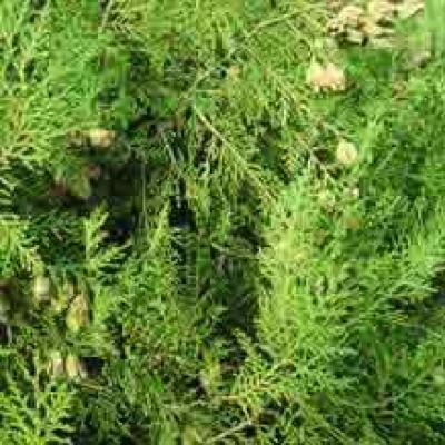 THUJA OCCIDENTALIS