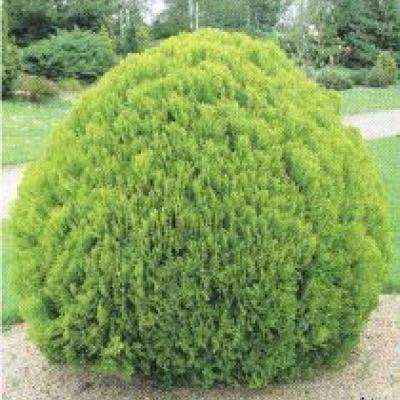 THUJA OCC. DANICA