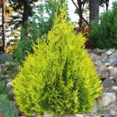 THUJA OCC. SUNKIST