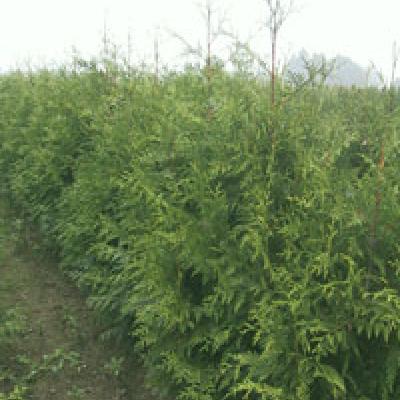 THUJA PLICATA EXCELSA