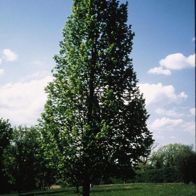 TILIA AMERICANA AMERICAN SENTRY