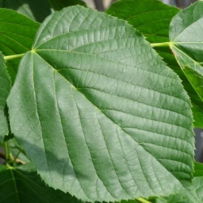 TILIA AMERICANA