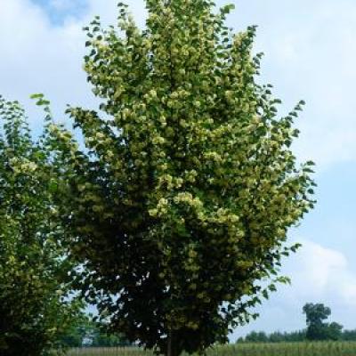 TILIA CORDATA CORINTHIAN ®