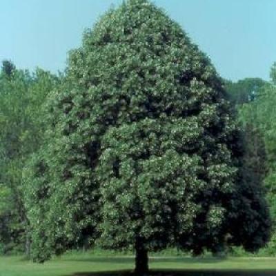 TILIA CORDATA GREENSPIRE