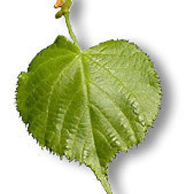 TILIA CORDATA