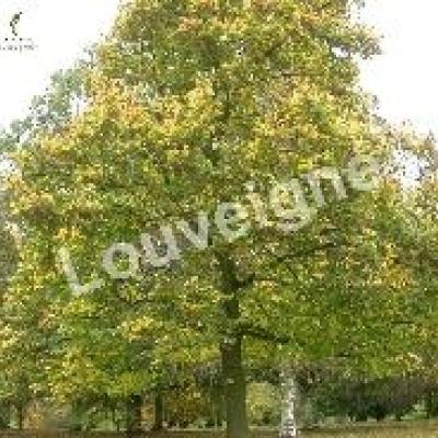 TILIA EUCHLORA