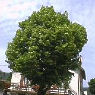 TILIA PLATYPHYLLOS