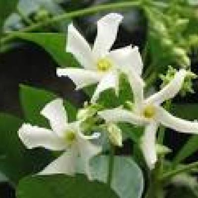 TRACHELOSPERMUM JASMINOIDES