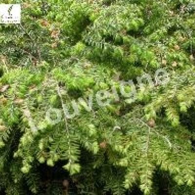 TSUGA CANADENSIS