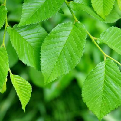 ULMUS CARPINIFOLIA