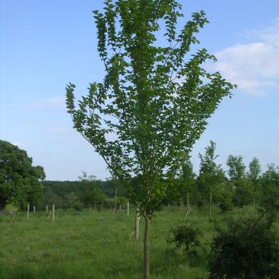 ULMUS LUTECE NANGUEN ®