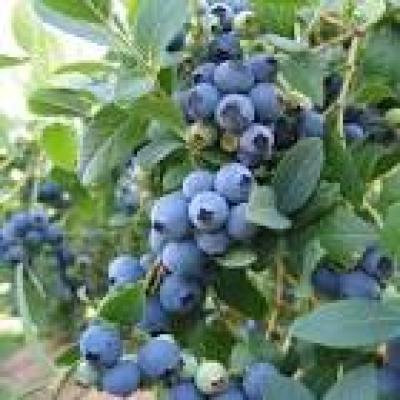 VACCINIUM CORYMBOSUM BLUE JAY