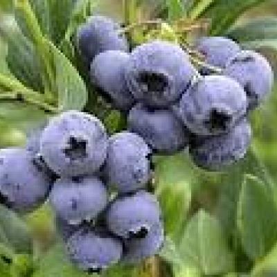 VACCINIUM COR. GOLDTRAUBE 71
