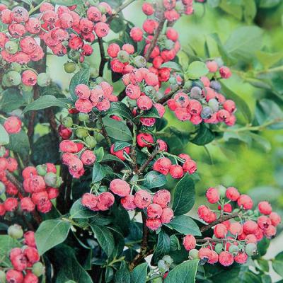 VACCINIUM COR. PINK LIMONADE