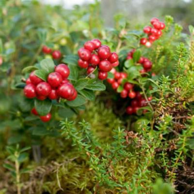 VACCINIUM VITIS IDAEA