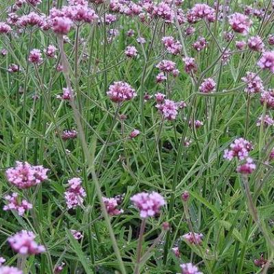 VERBENA BONARIENSIS LOLLIPOP