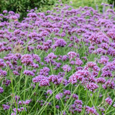 VERBENA BONARIENSIS