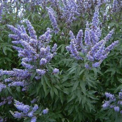 VITEX AGNUS-CASTUS LATIFOLIA