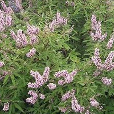 VITEX AGNUS-CASTUS PINK PINNACLE