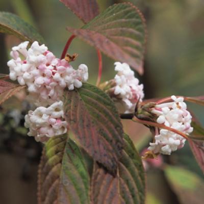 VIBURNUM BODN. DAWN