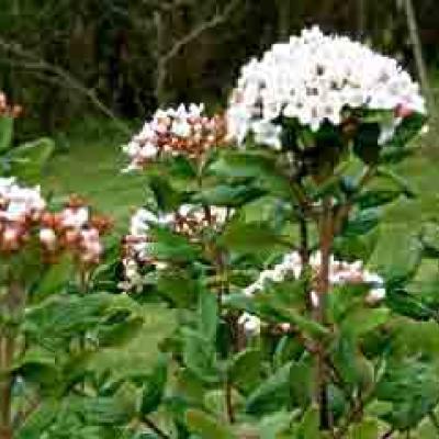 VIBURNUM BURKWOODII