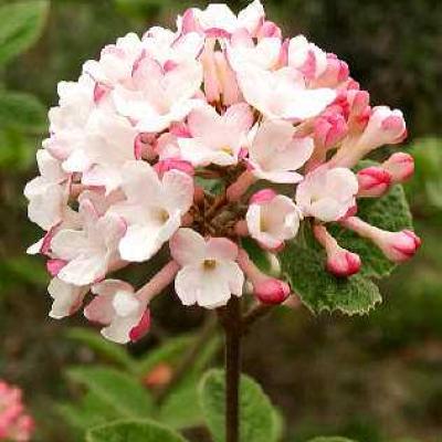 VIBURNUM CARLESII