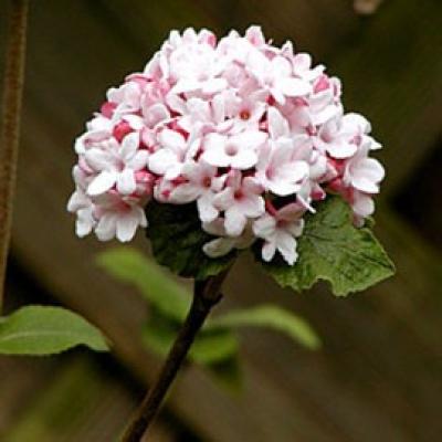 VIBURNUM CARLESII AURORA