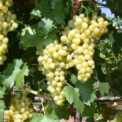 VITIS WEISSER GUTEDEL (CHASSELAS D'ALSACE)