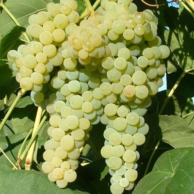 VITIS LAKEMONT
