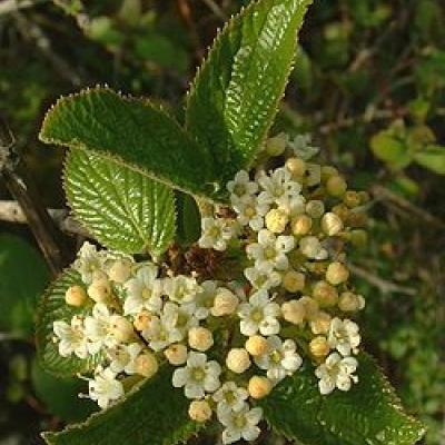 VIBURNUM LANTANA