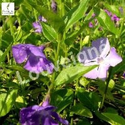 VINCA MAJOR