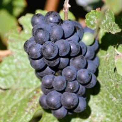 VITIS MUSCAT BLEU