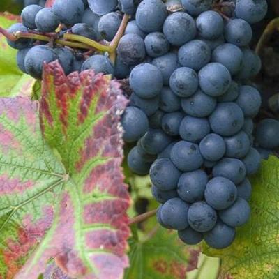 VITIS MARECHAL FOCH (REGENT)