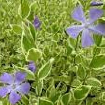 VINCA MAJOR VARIEGATA