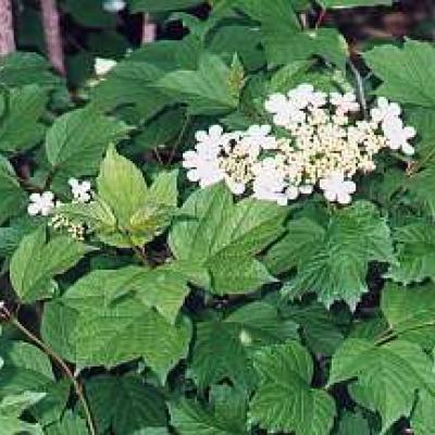 VIBURNUM OPULUS COMPACTUM